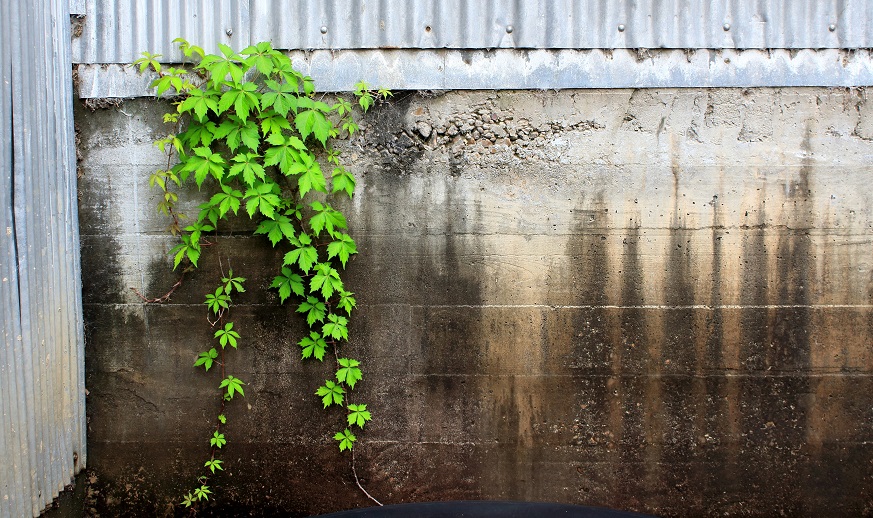 Wall with Wild Grapes